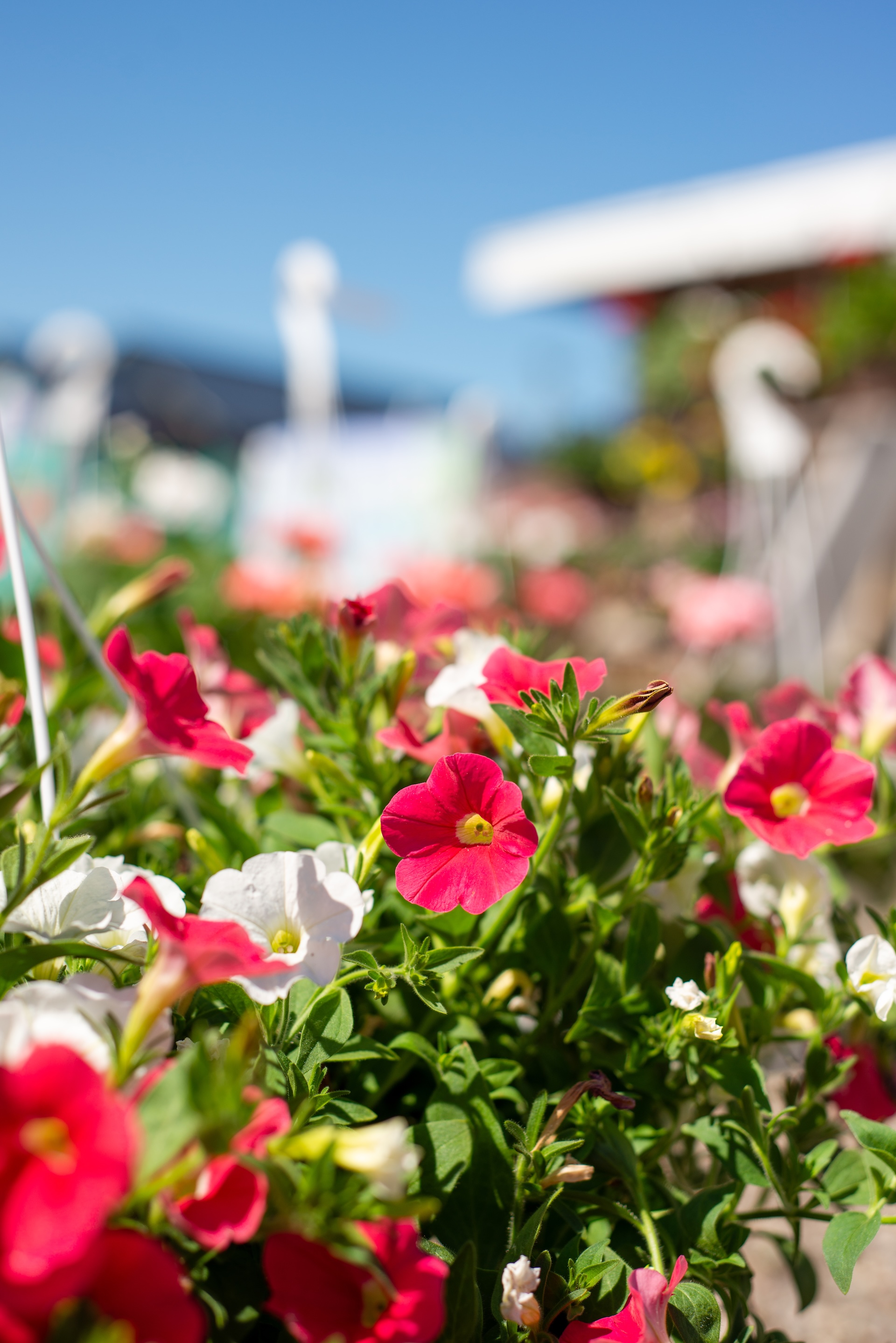 Hanging flower baskets from Weaver's Greenhouse displayed outside Yoo-Par Scoops for the Andruk Acres Manistique flower market