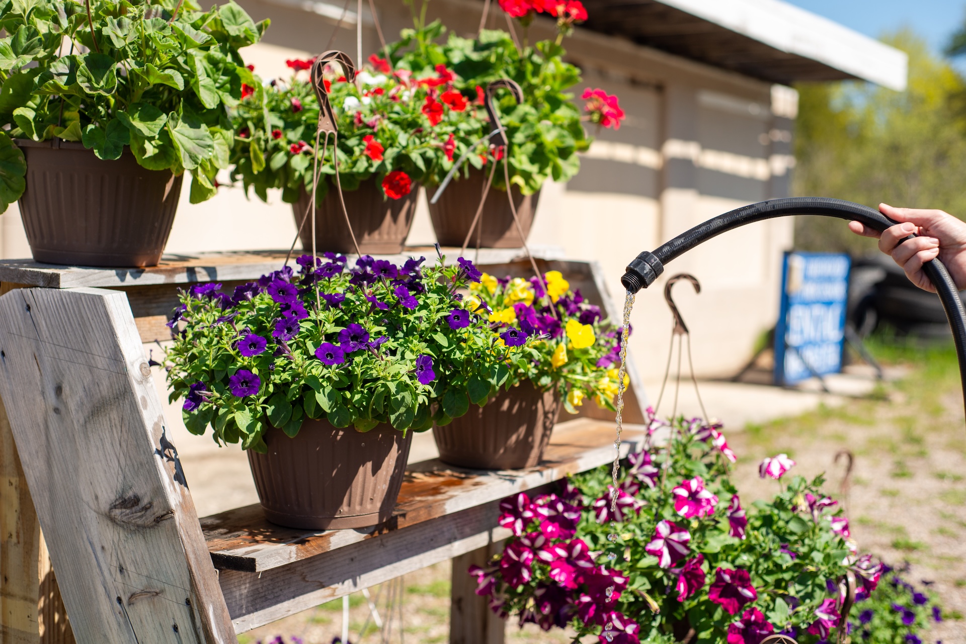 Hanging flower baskets from Weaver's Greenhouse displayed outside Yoo-Par Scoops for the Andruk Acres Manistique flower market
