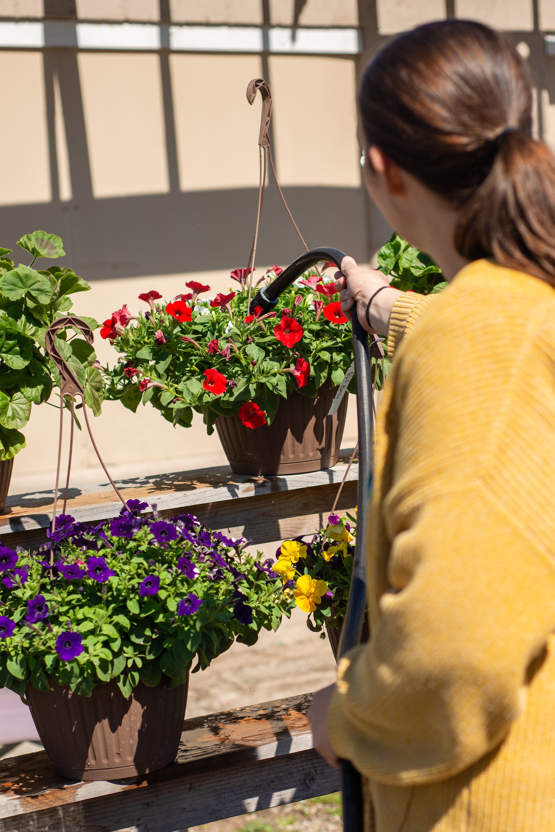 Alison of Andruk Acres watering fresh hanging flower baskets at their Manistique spring market sale