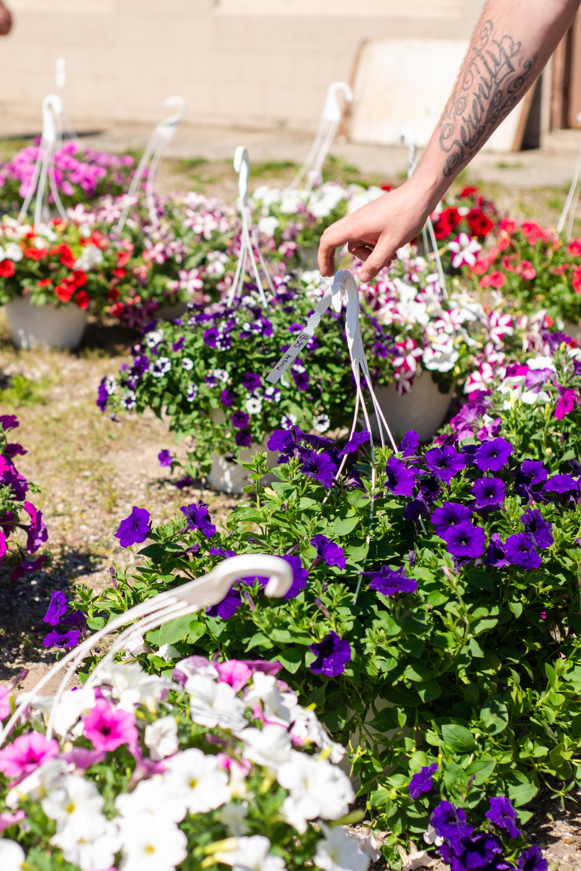 Customers shopping for spring hanging flower baskets to decorate UP camps during the Andruk Acres flower pop up event