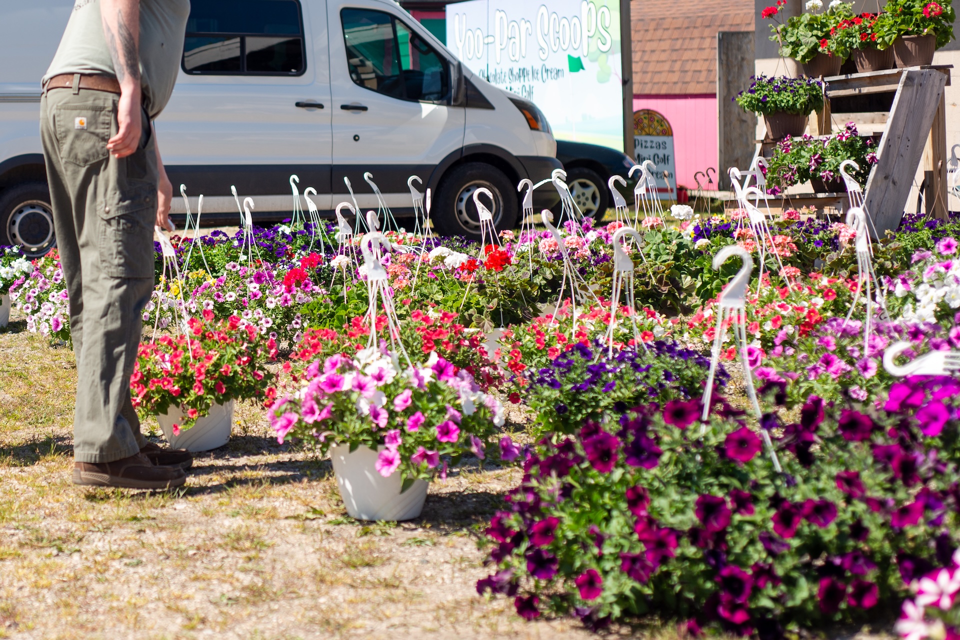 Hanging flower baskets from Weaver's Greenhouse displayed outside Yoo-Par Scoops for the Andruk Acres Manistique flower market