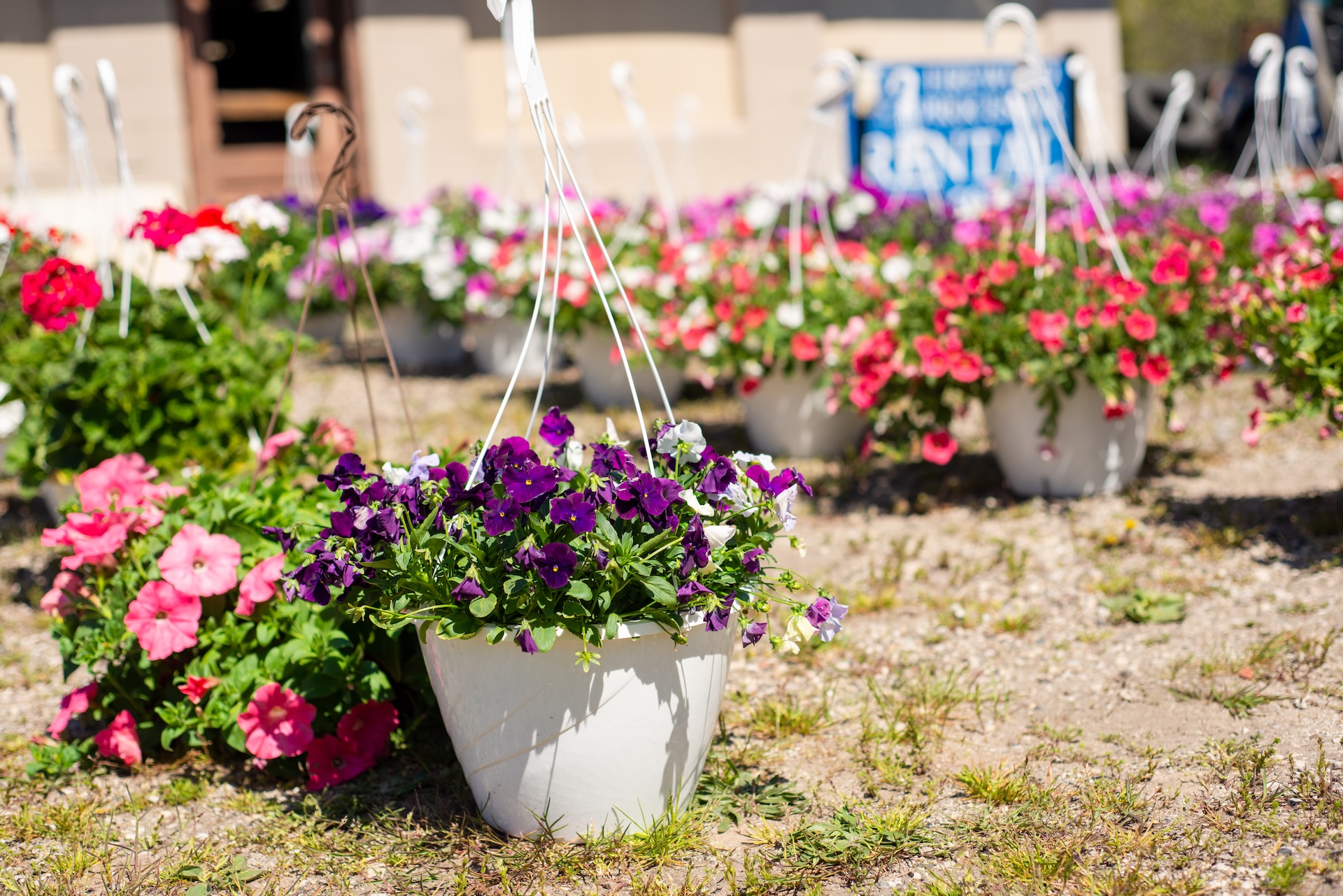 Hanging flower baskets from Weaver's Greenhouse displayed outside Yoo-Par Scoops for the Andruk Acres Manistique flower market