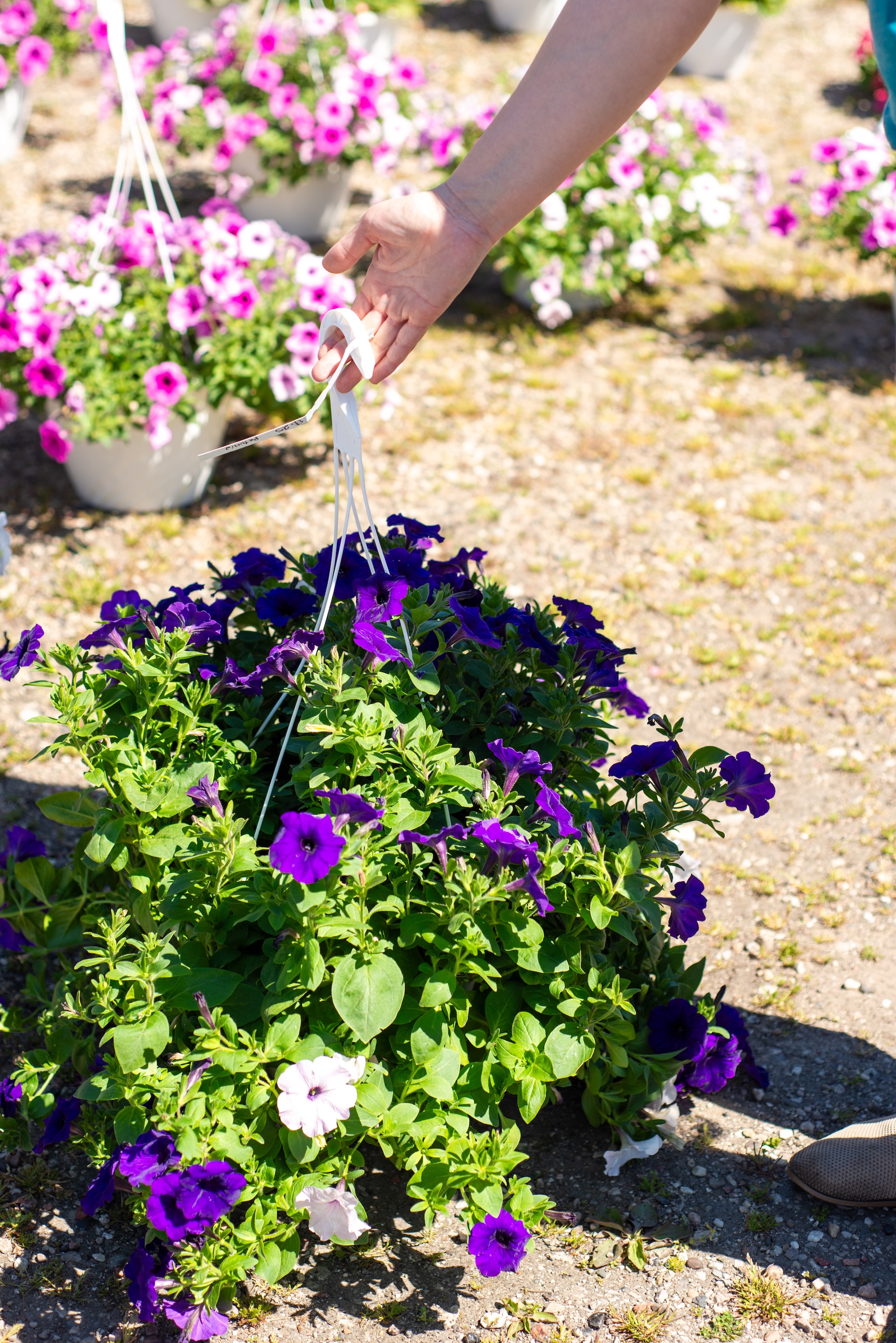 Hanging flower baskets from Weaver's Greenhouse displayed outside Yoo-Par Scoops for the Andruk Acres Manistique flower market